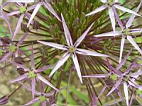 Ail a boule etoilee, Oignon perse, Allium cristophii (fam Liliacees) (Asie centrale) (4) (Photo F. Mrugala)